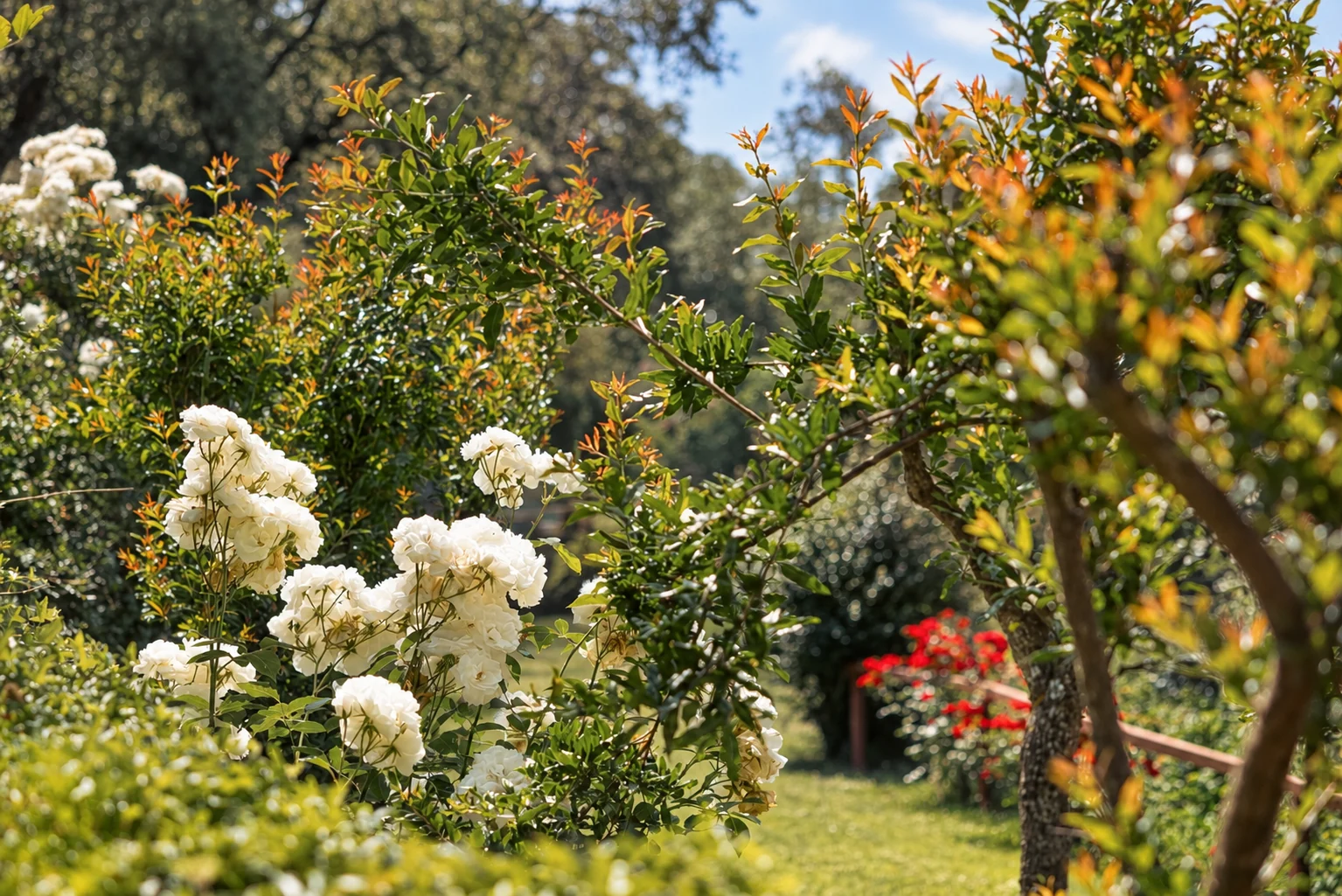 Flowers in the garden at Villa El Arroyo