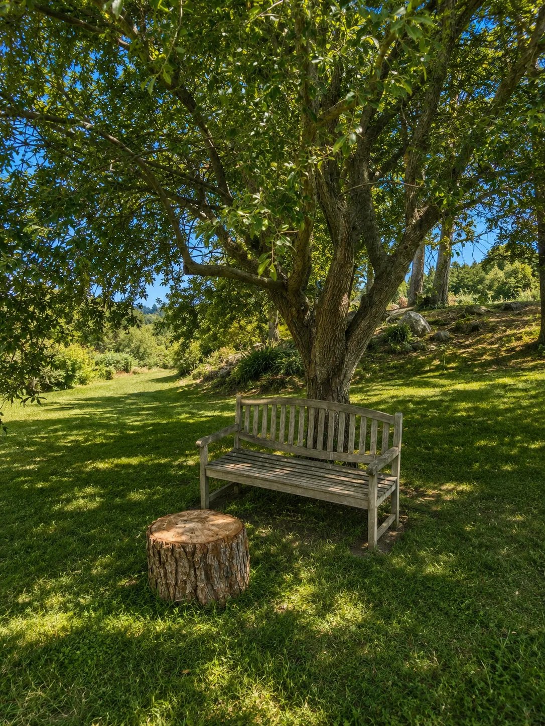 Wooden bench under a large tree in the garden of Villa Alardos