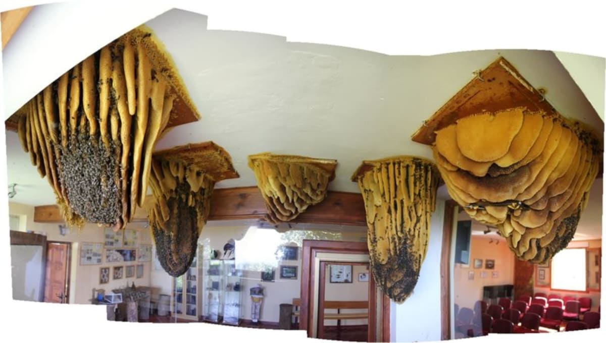 Observable hives at the Aula Museo de las Abejas