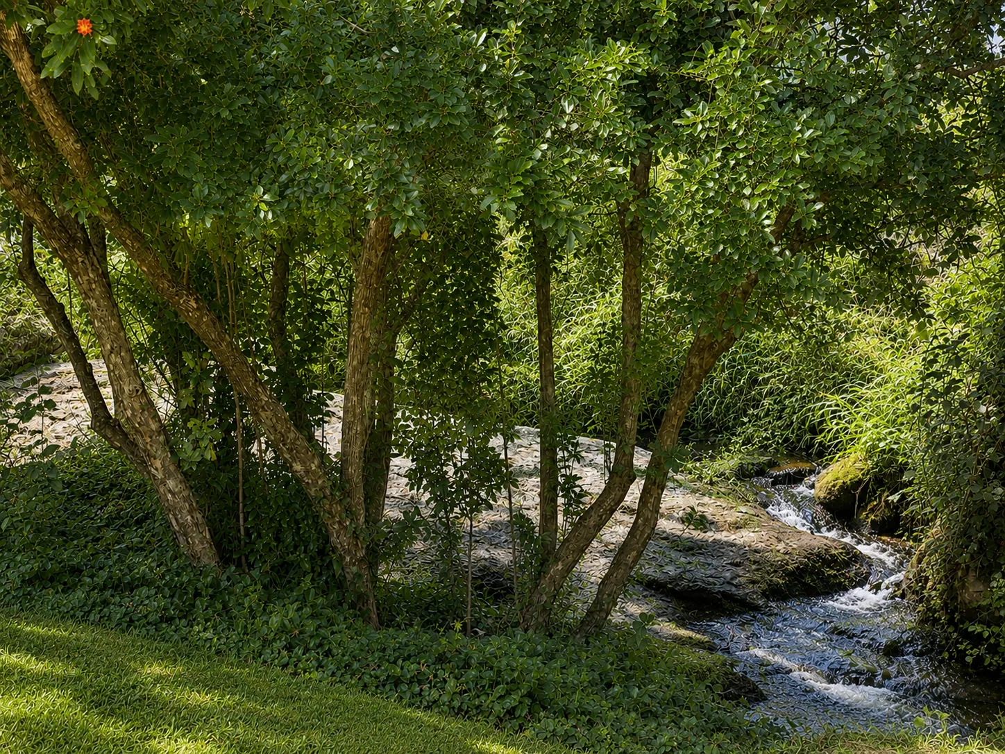 Stream and woodland in the surroundings of Villa Alardos